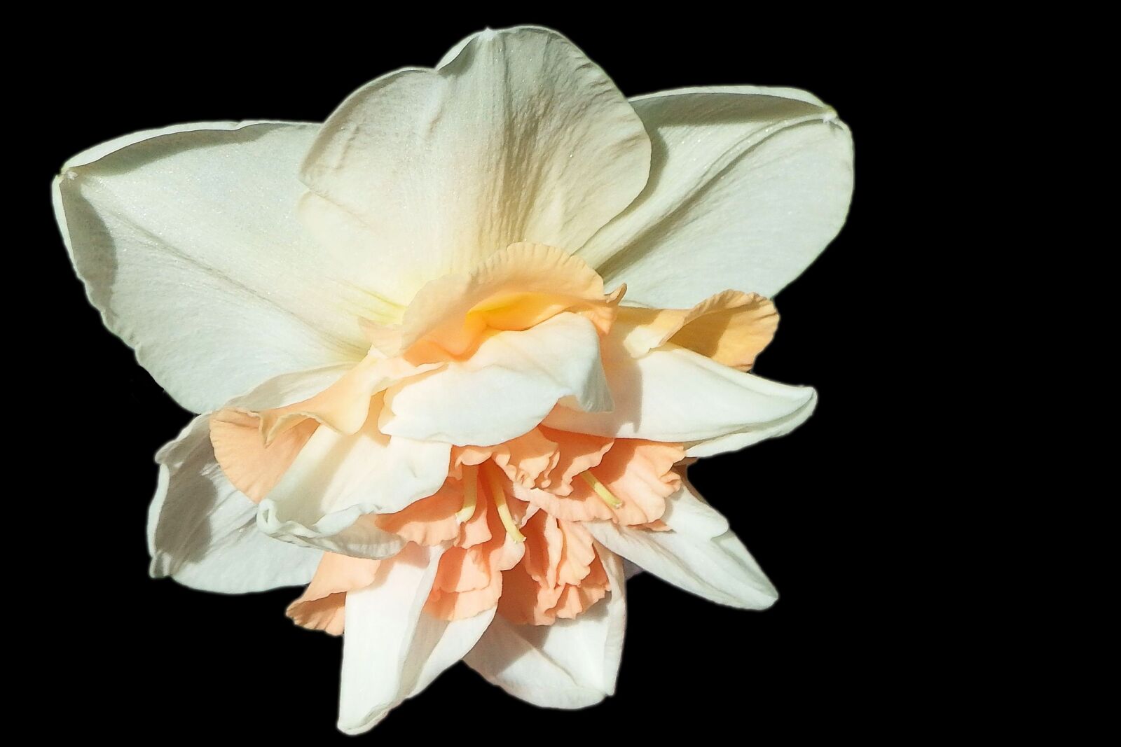 Fujifilm FinePix SL1000 sample photo. Narcissus, blossom, bloom photography