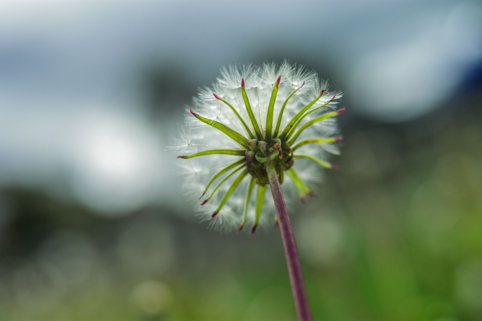 Nikon D3400 sample photo. Dandelion, beautiful, flower photography