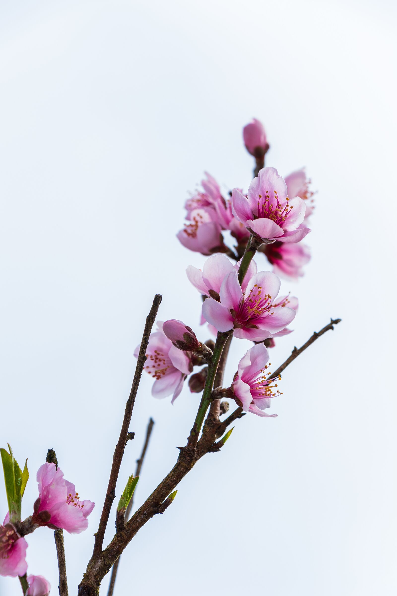 Canon EF-S 18-135mm F3.5-5.6 IS USM sample photo. Cherry blossoms, heart flowers photography