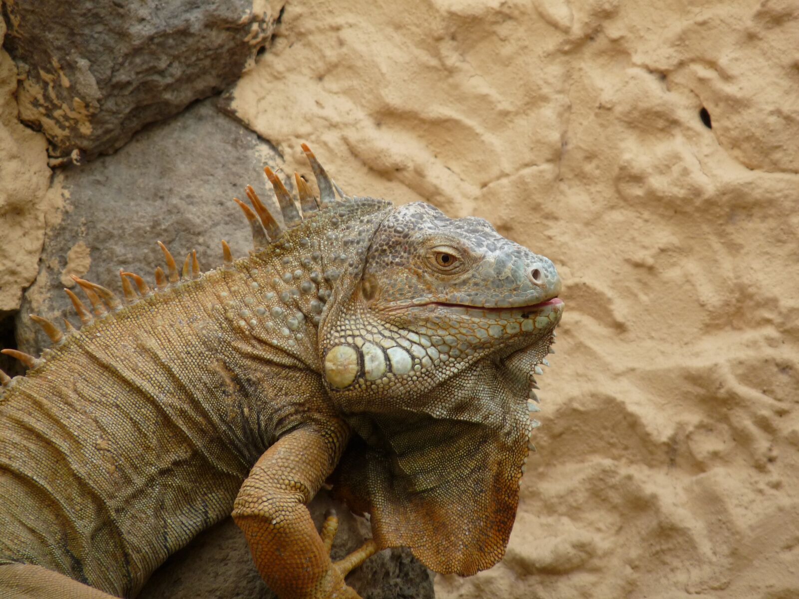 Panasonic Lumix DMC-FZ28 sample photo. Lizard, desert, lizard skin photography