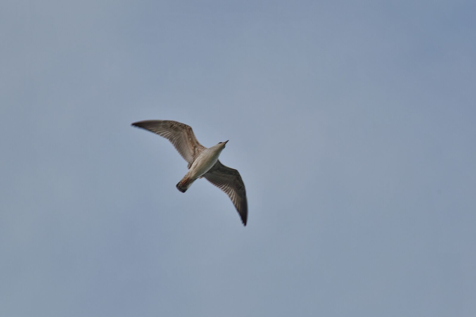 Nikon D5500 sample photo. Blue sky, high, overflight photography