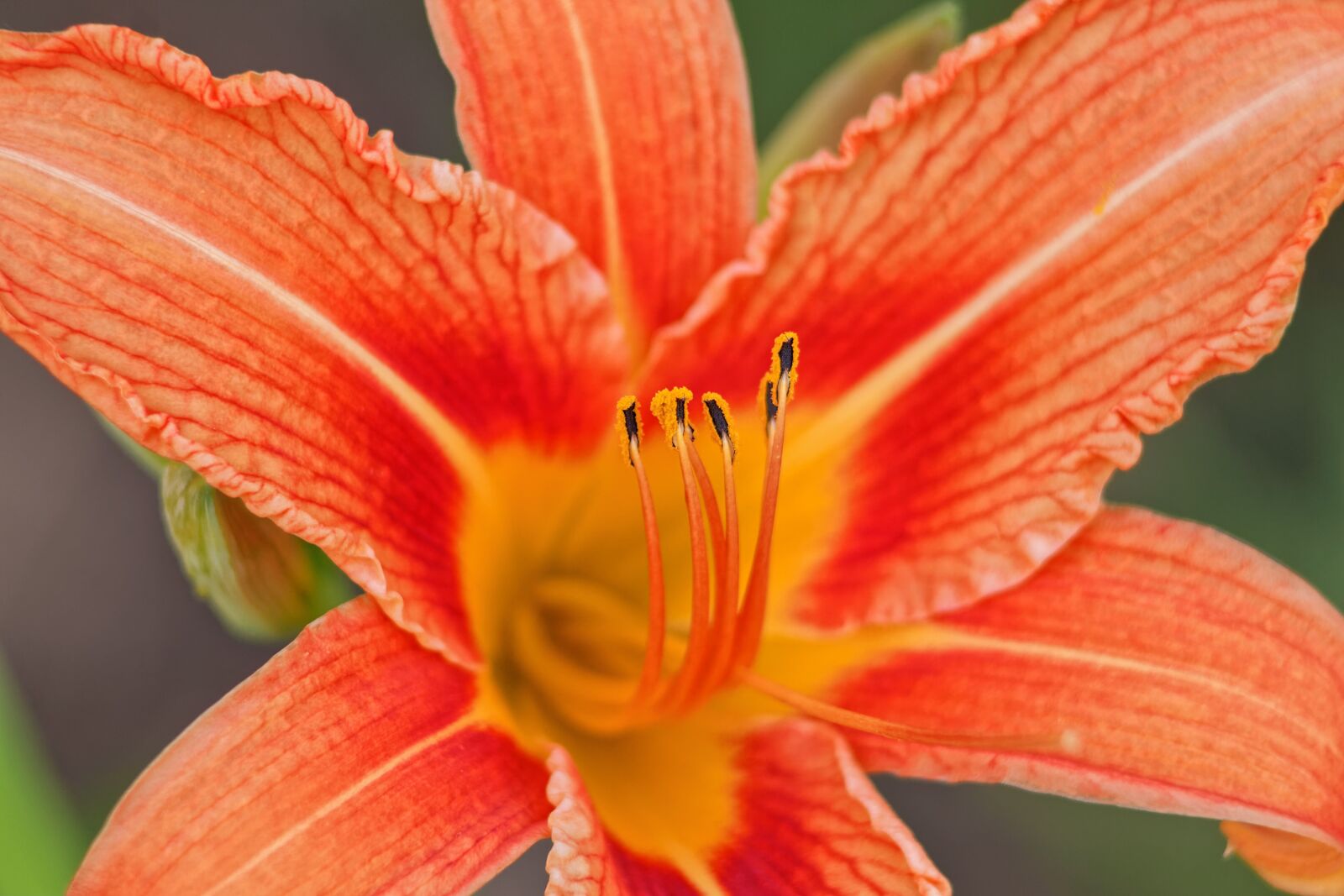 Canon EOS 1100D (EOS Rebel T3 / EOS Kiss X50) sample photo. Summer, flowers, day-lily photography