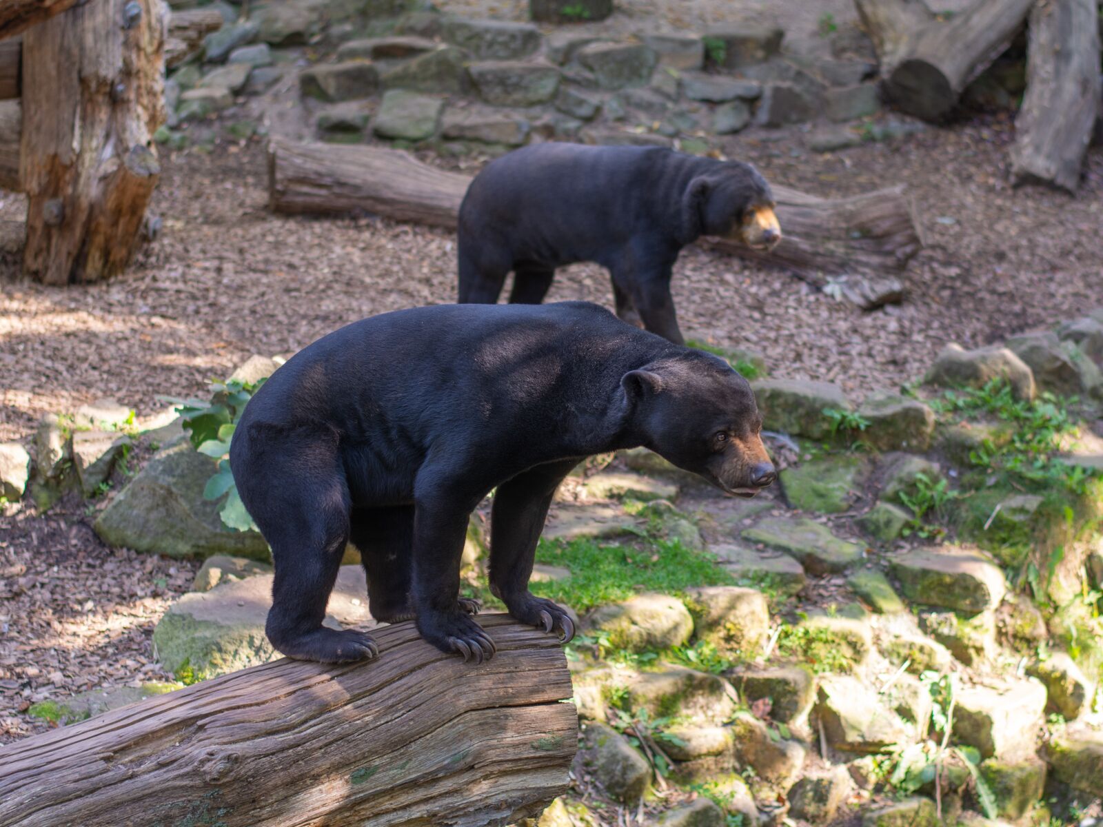 Nikon D7100 sample photo. Bear, animal, zoo photography