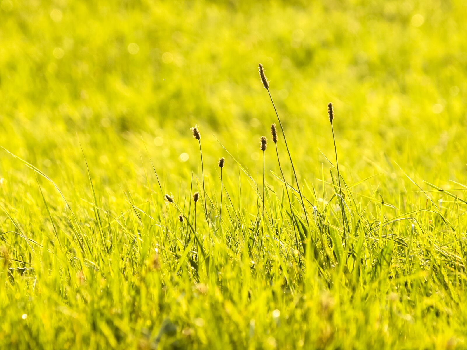 SIGMA 50-500mm F4-6.3 DG HSM sample photo. Plantain, plant, meadow photography