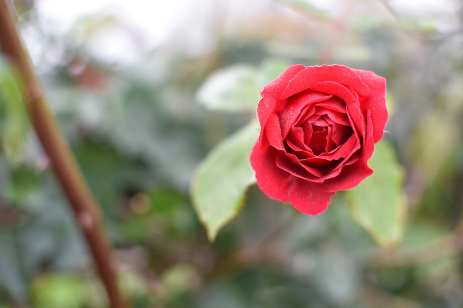 Nikon D3500 sample photo. Rose, flower, flowers photography