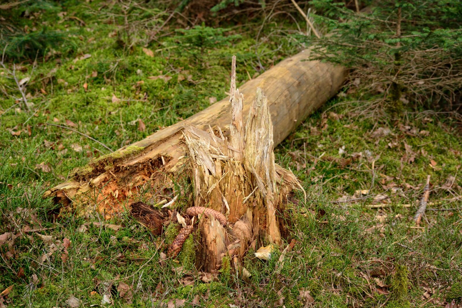 Nikon D7100 sample photo. Tree, tribe, tree stump photography