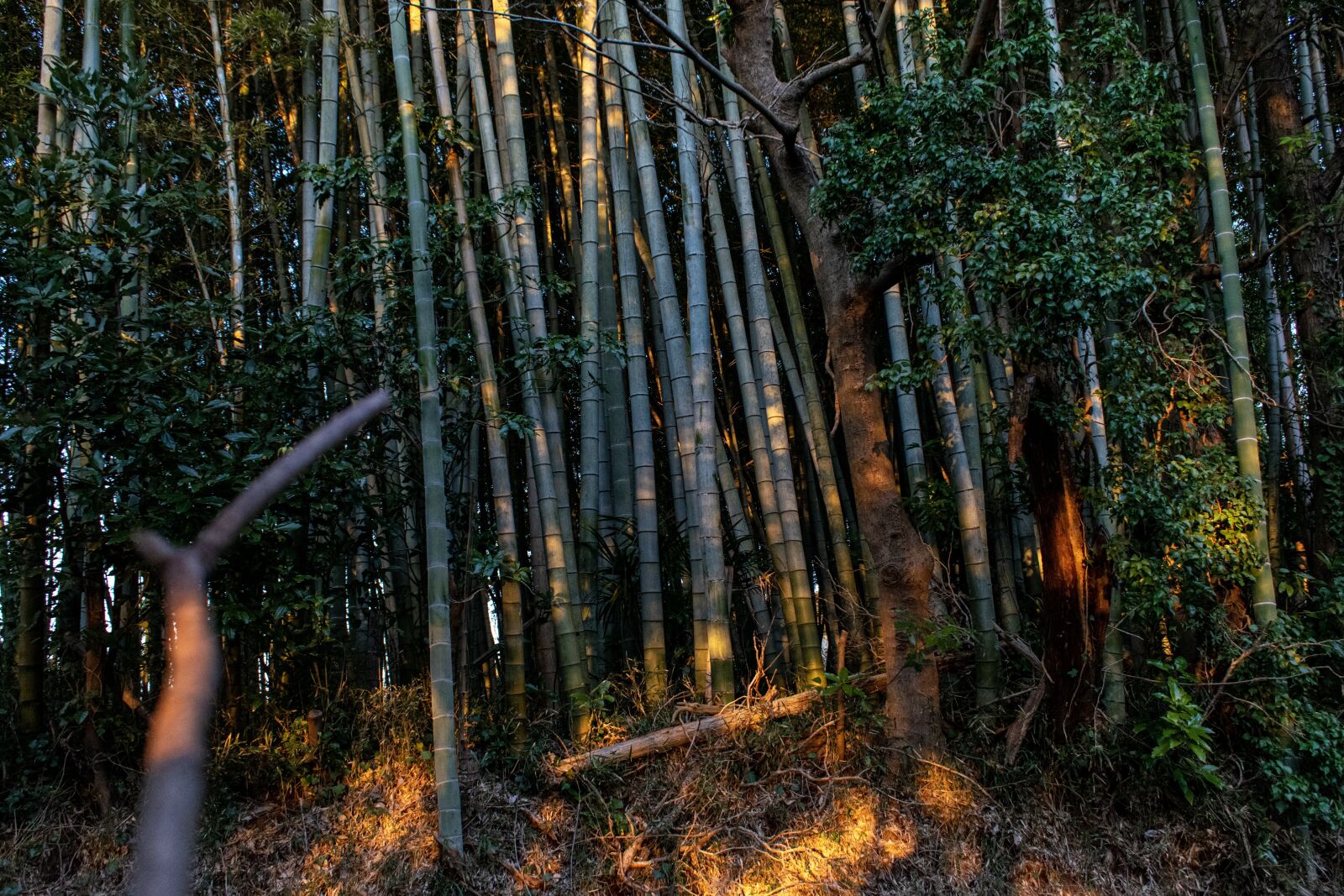 Nikon D3300 sample photo. Bamboo, japan, tokyo photography