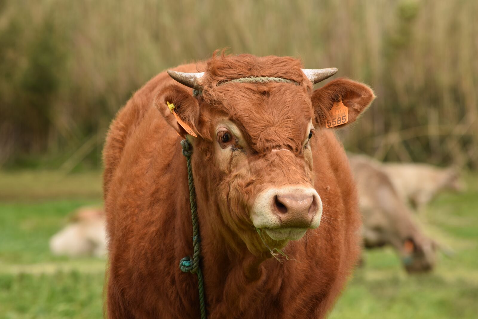 Nikon D3300 sample photo. Cow, cattle, livestock photography