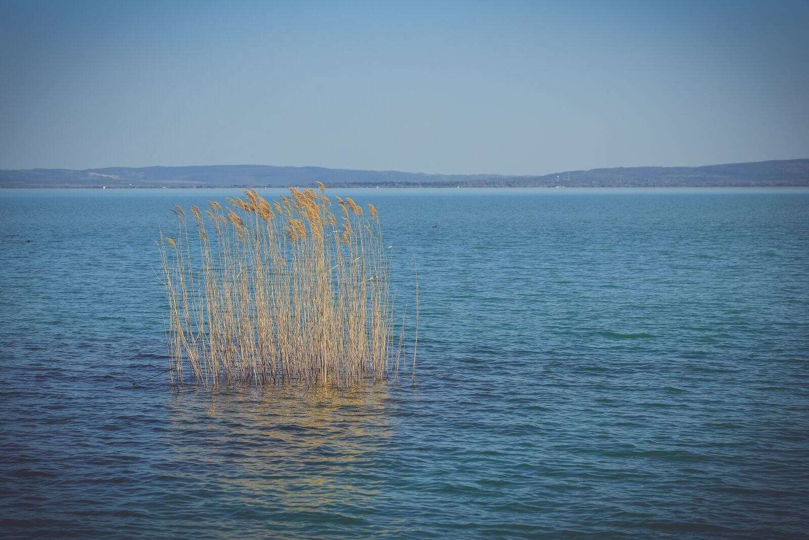 Canon RF 24-105mm F4L IS USM sample photo. Lake balaton, summer, lake photography