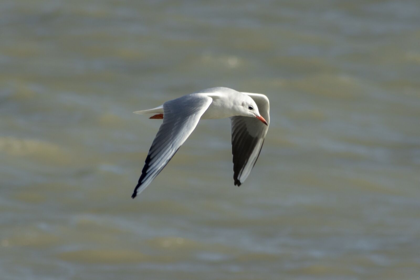 Canon EF75-300mm f/4-5.6 sample photo. Seagull, bird, water bird photography