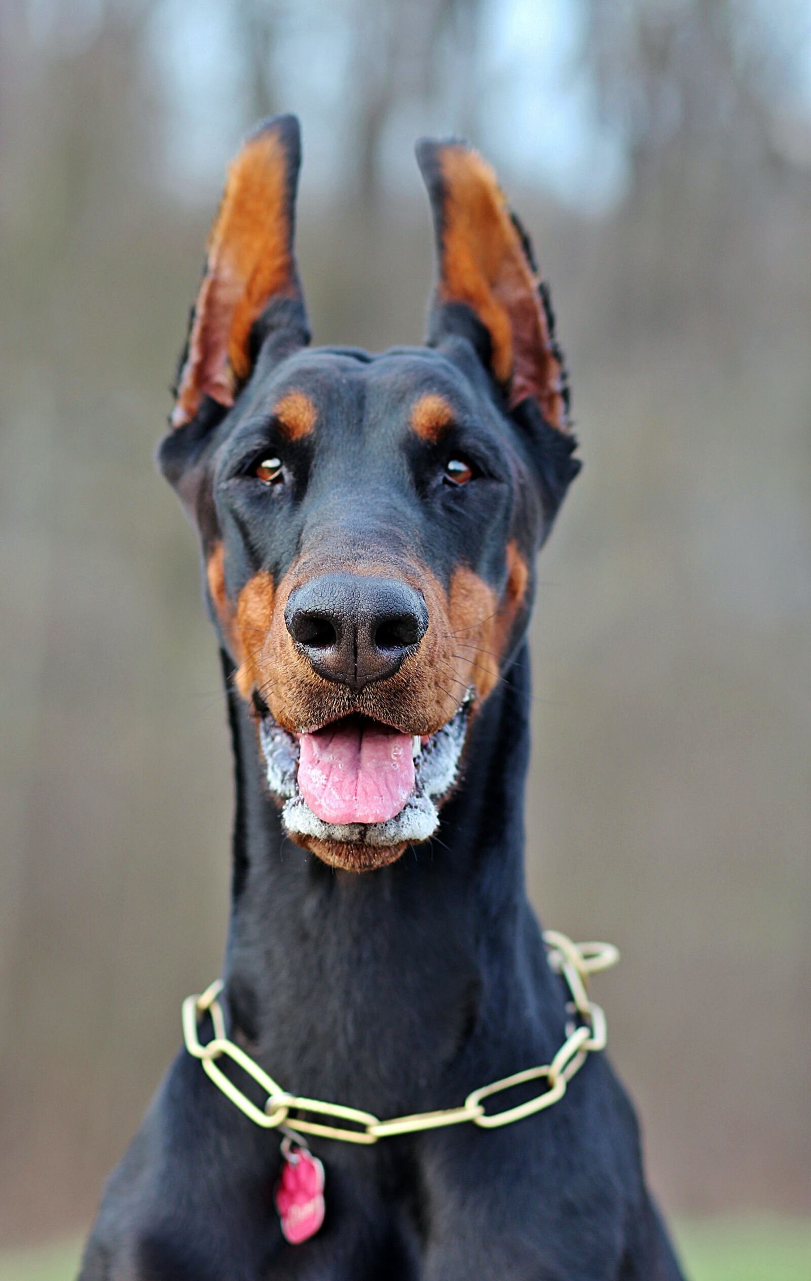 Canon EOS 600D (Rebel EOS T3i / EOS Kiss X5) + Canon EF 85mm F1.8 USM sample photo. Dog, doberman, facial photography