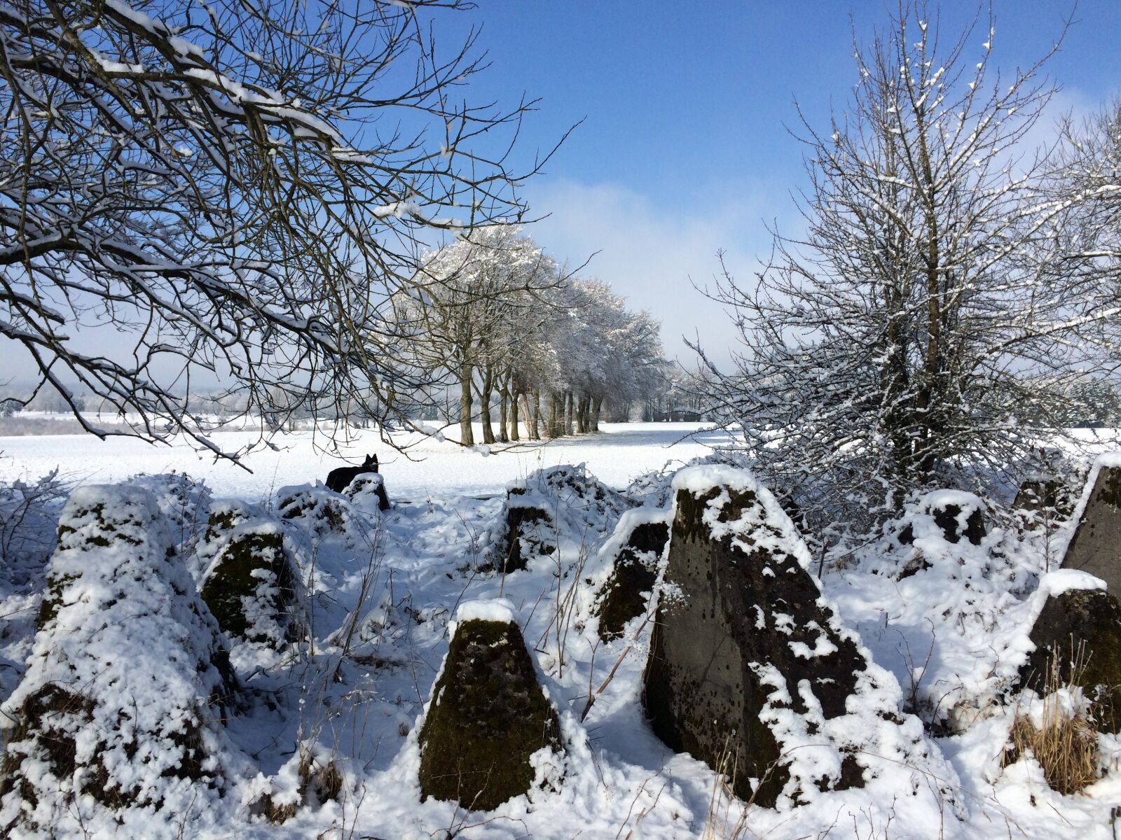 iPhone 5s back camera 4.15mm f/2.2 sample photo. Germany, eifel, the nature photography