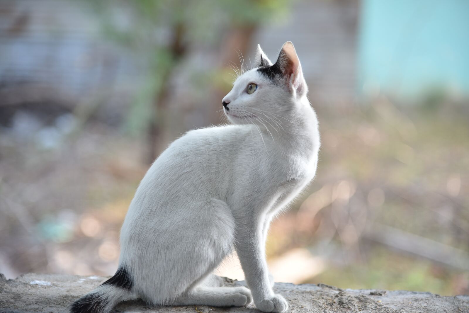 Nikon D750 sample photo. Cute, nature, animal photography