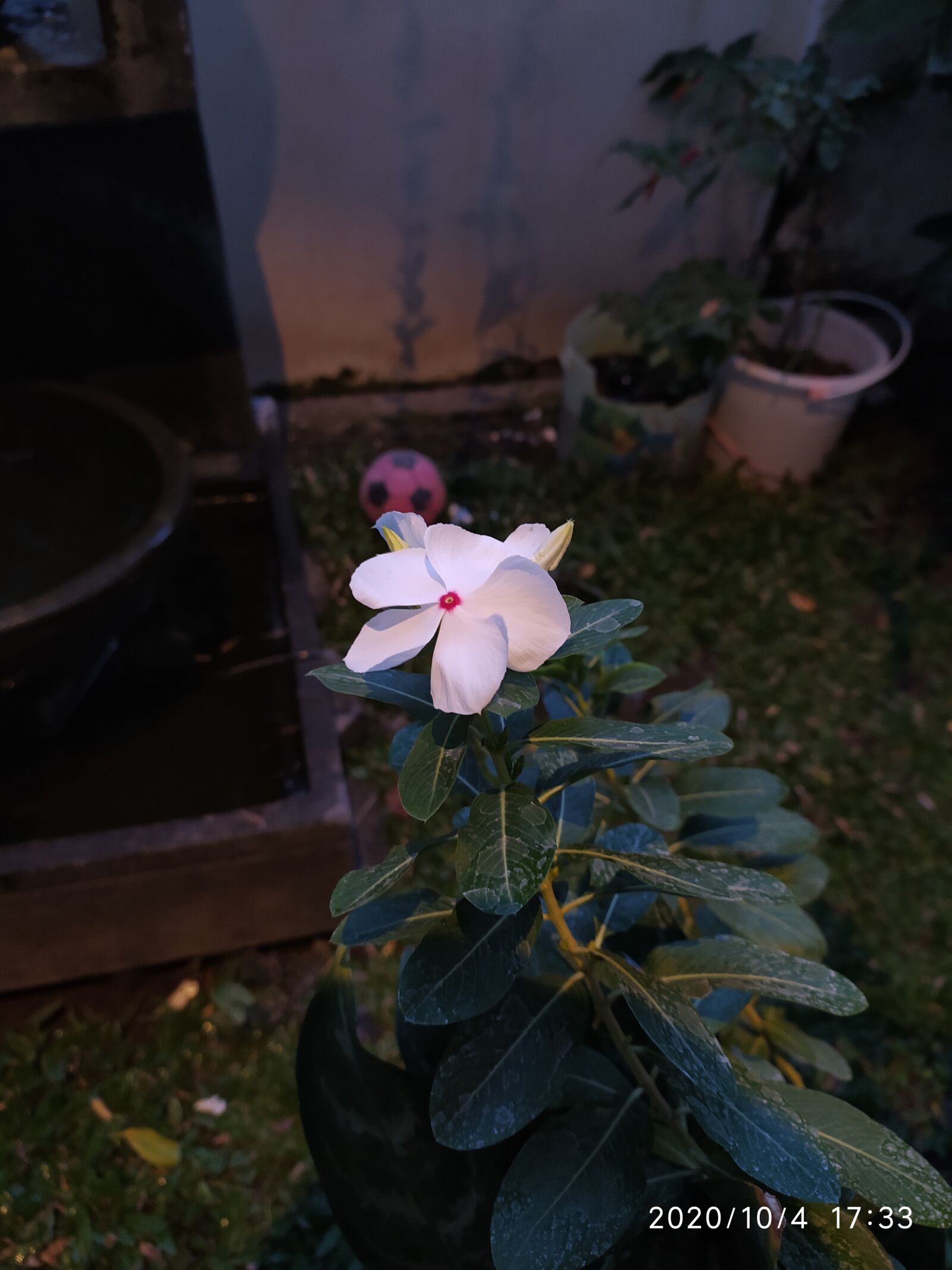 Xiaomi Redmi Note 8 sample photo. Flower, white, beautiful photography