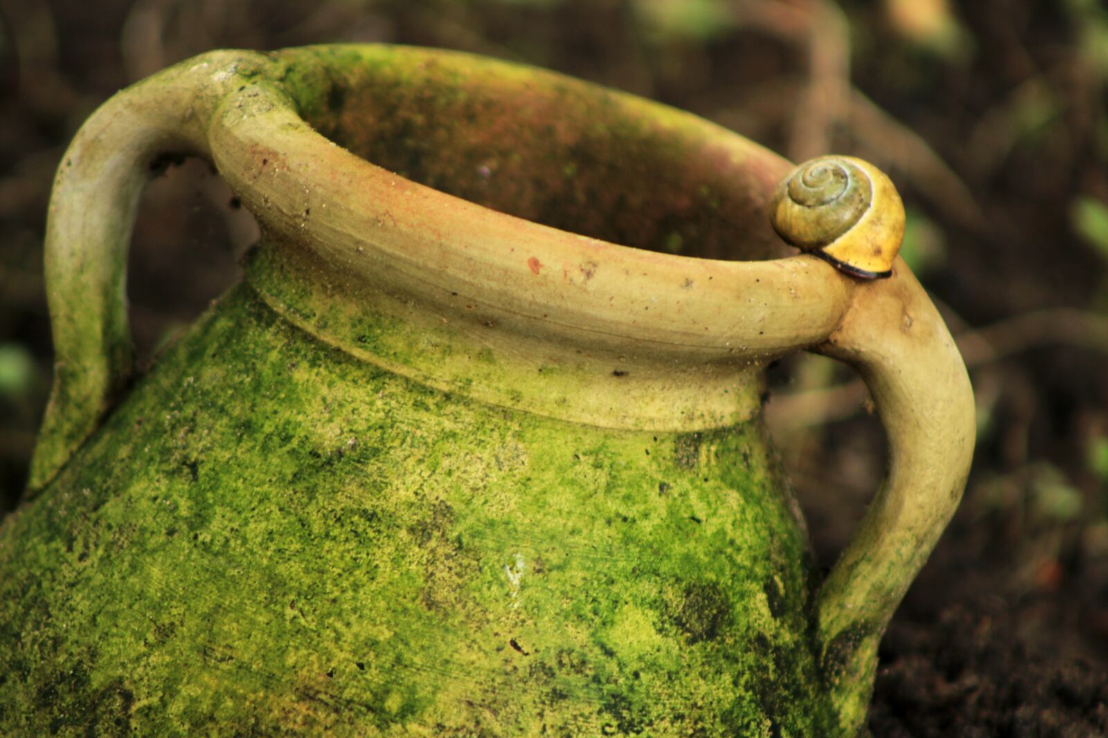 Canon EOS 2000D (EOS Rebel T7 / EOS Kiss X90 / EOS 1500D) sample photo. Vessel, flower pot, jug photography