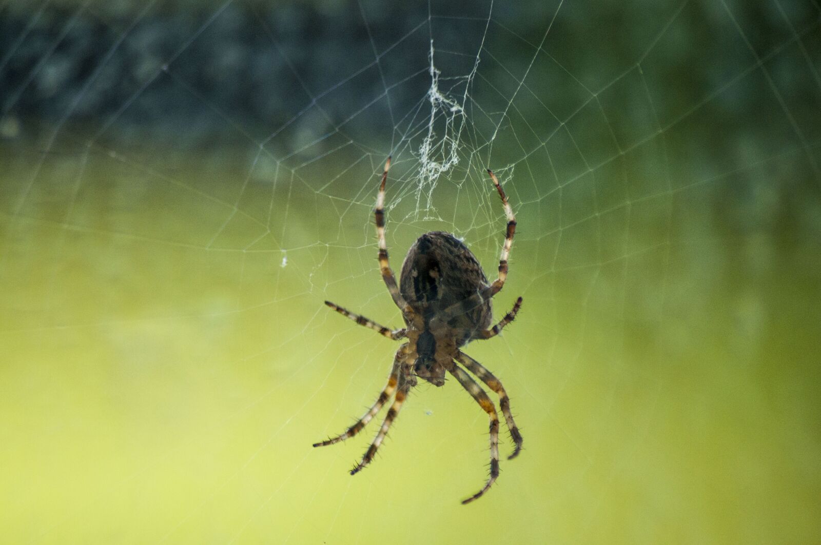 Nikon D5000 sample photo. Spider, macro, nature photography