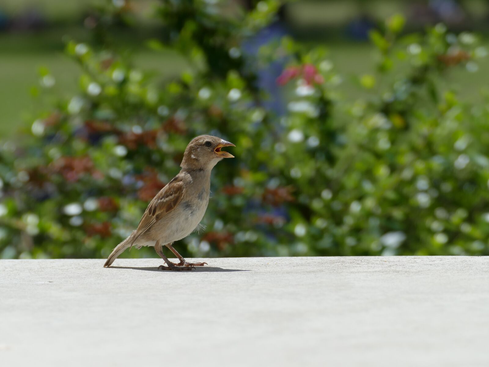 Panasonic Lumix DMC-FZ1000 sample photo. Hungry, bird, lisbonne photography