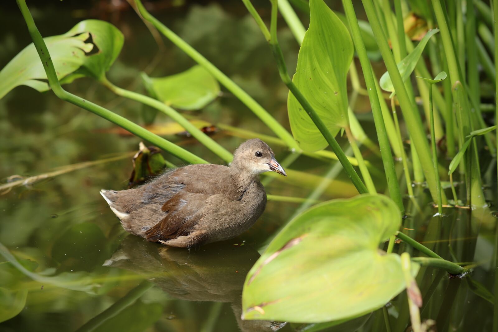 Canon EOS 800D (EOS Rebel T7i / EOS Kiss X9i) sample photo. Water bird, gr nf photography