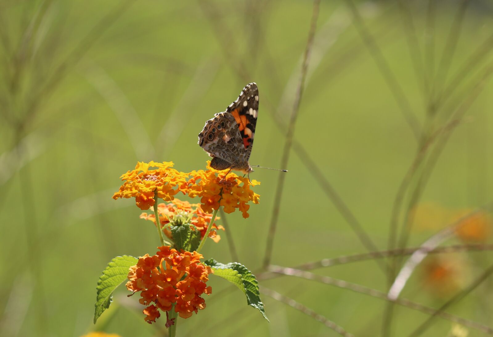 Canon EOS 70D + Canon EF 100mm F2.8 Macro USM sample photo. Butterfly, macro, close photography