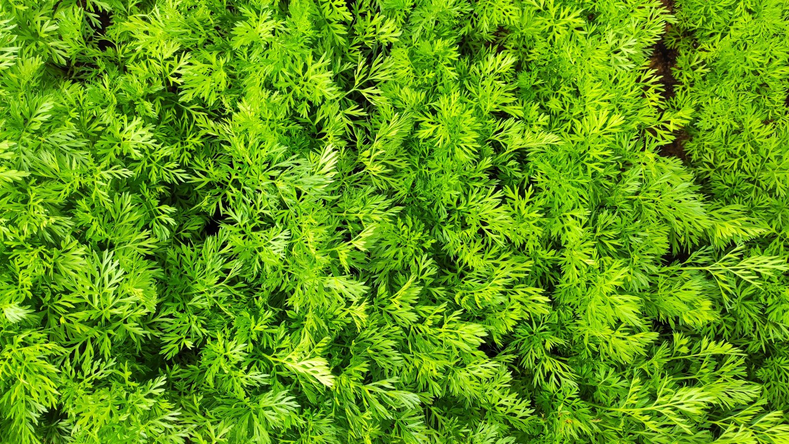 Xiaomi MI CC 9 sample photo. Carrots, crops, green photography
