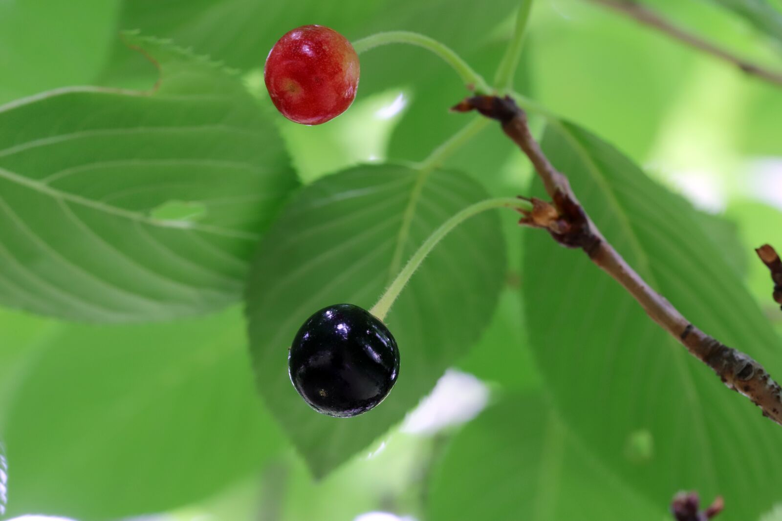 Canon EOS 6D Mark II sample photo. Cherry, cherry tree, fruit photography