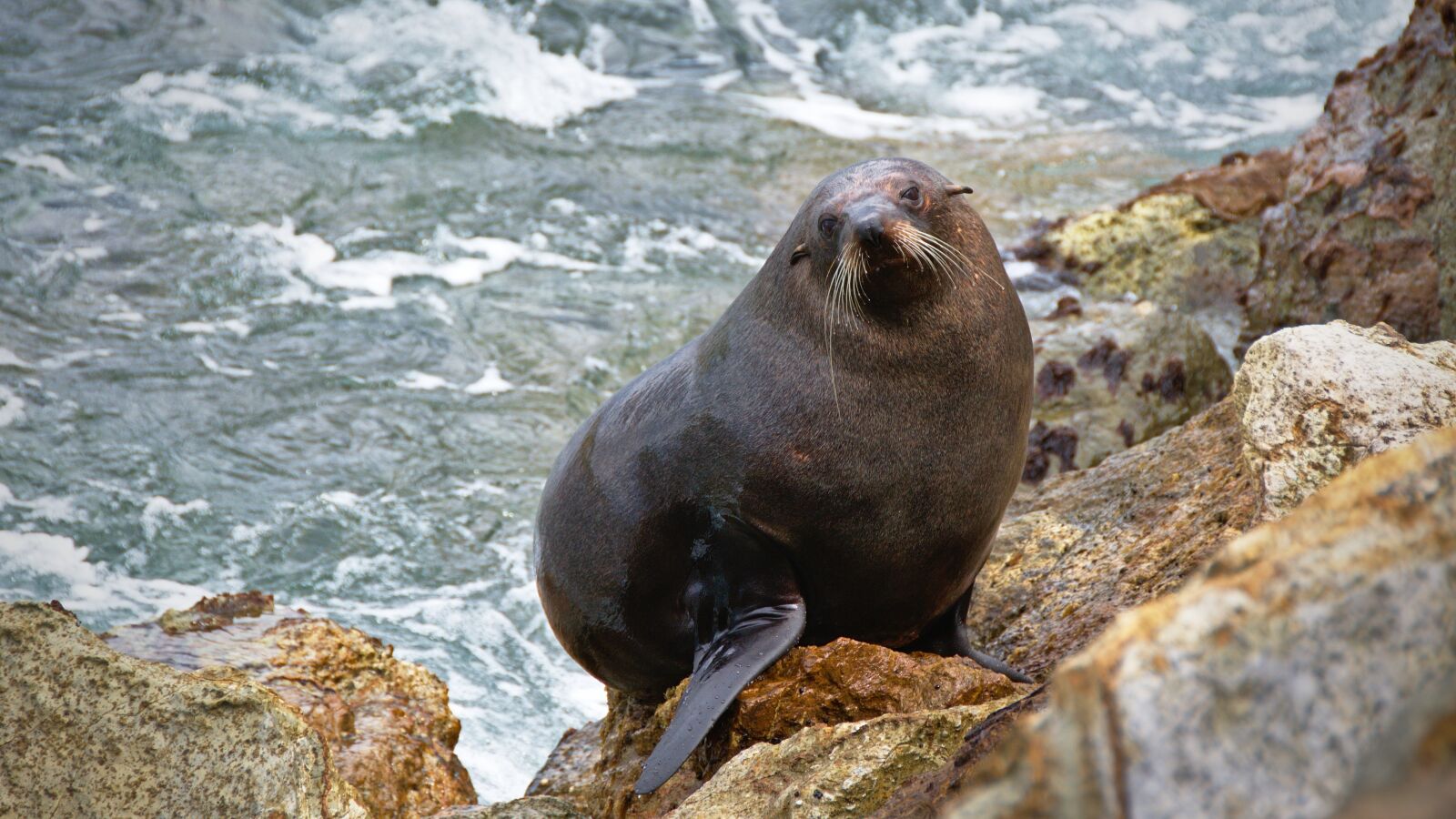 Nikon D7100 sample photo. Animal, cute, ocean photography