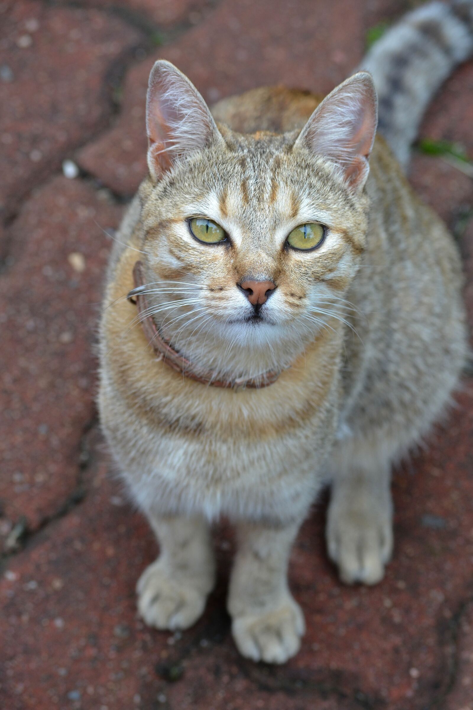 Nikon D3100 sample photo. Cat, feline, pet photography
