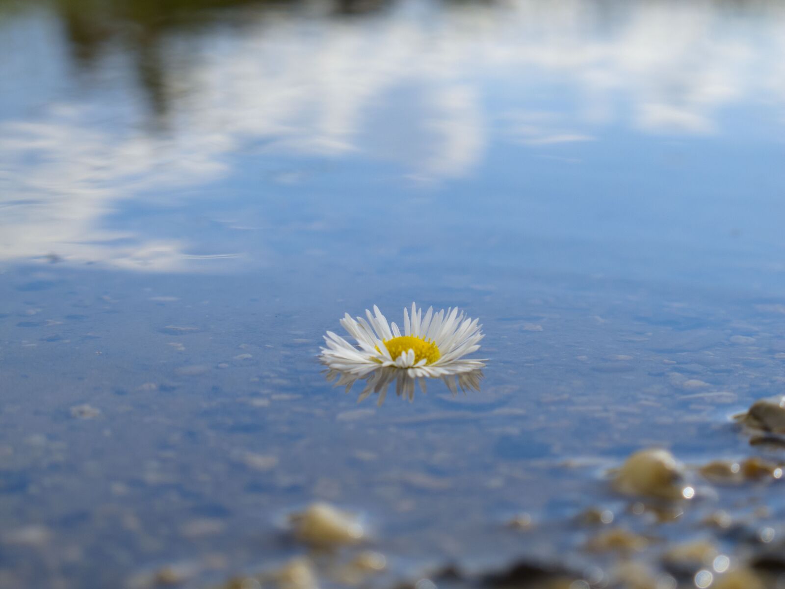 Canon PowerShot G12 sample photo. Flower, water, summer photography