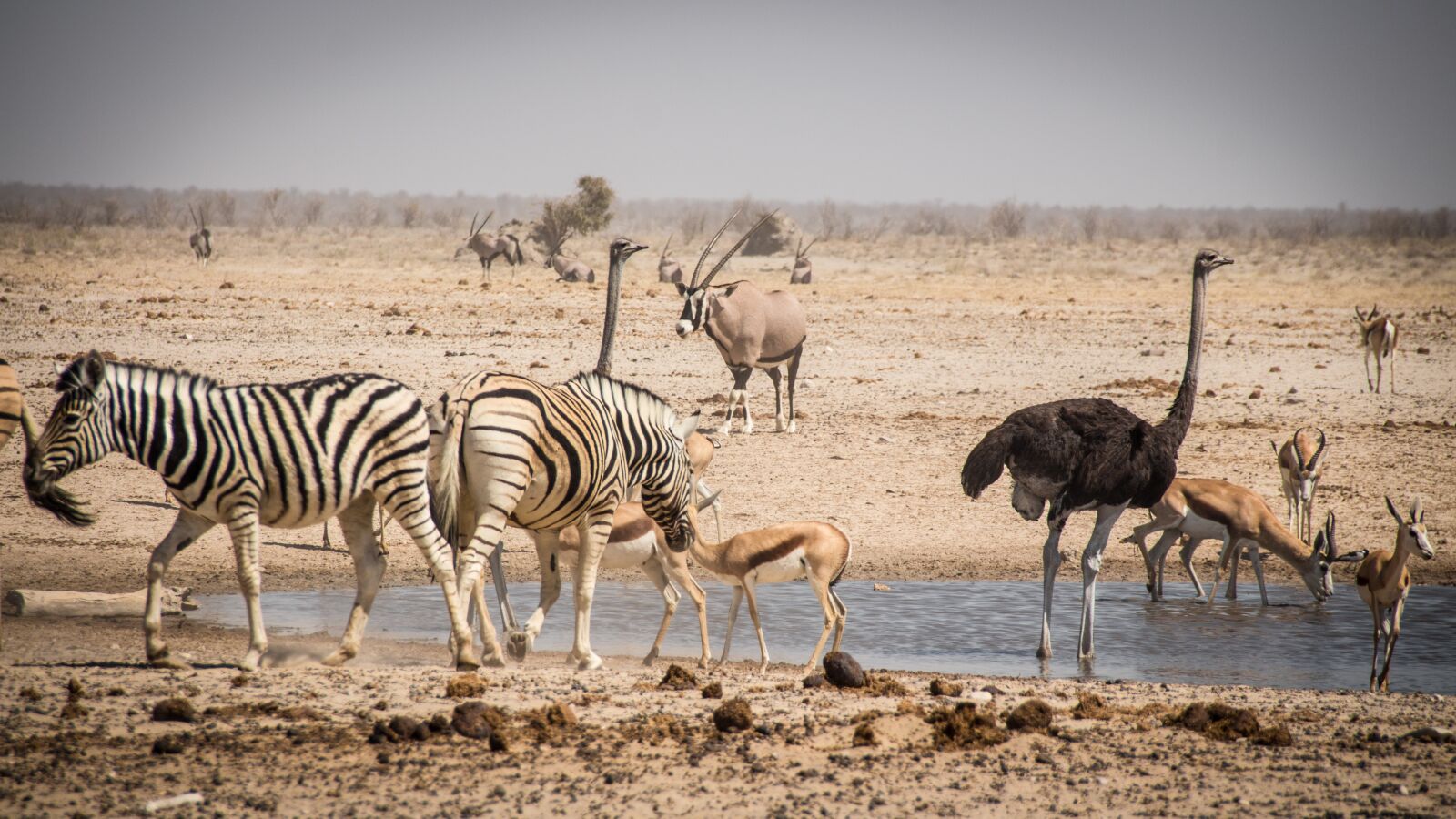 Canon EOS 650D (EOS Rebel T4i / EOS Kiss X6i) sample photo. Namibia, namib, outdoors photography