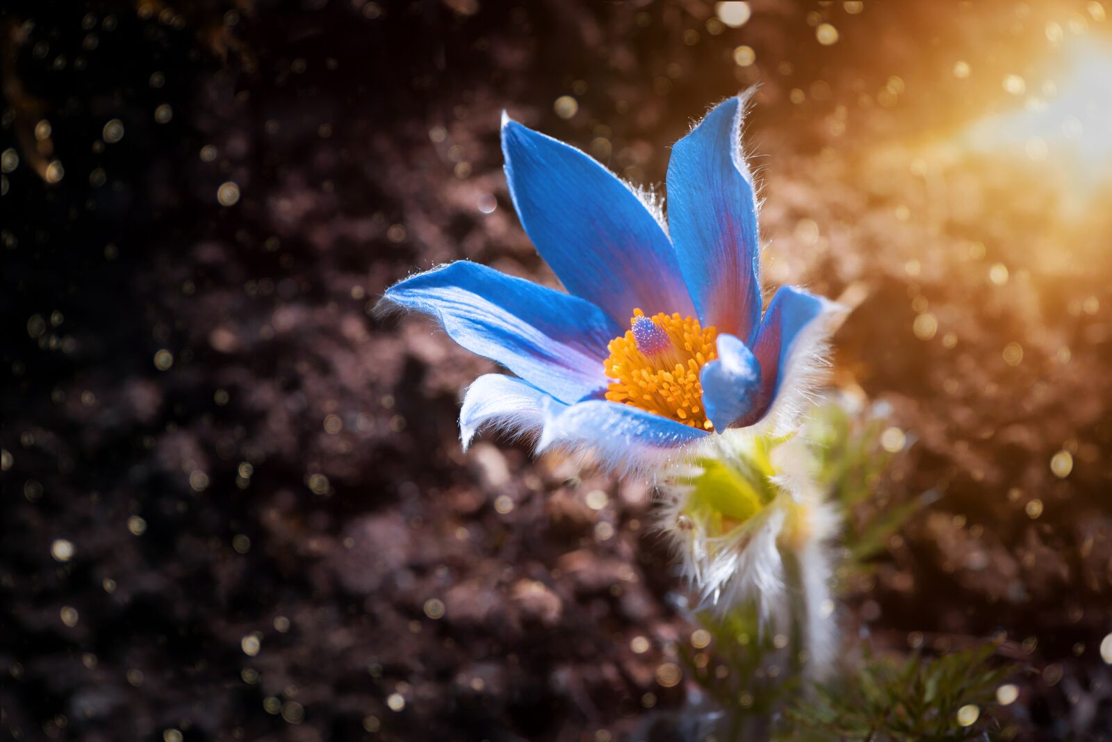 Nikon D750 sample photo. Anemone, flower, blossom photography