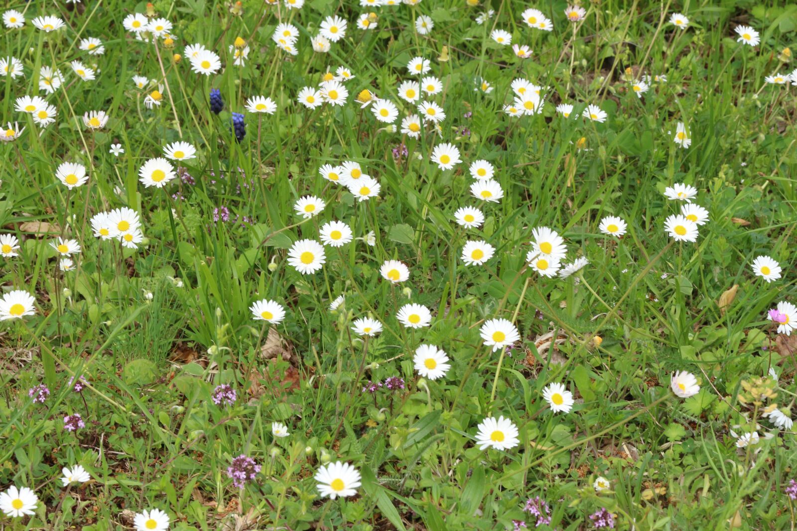 Canon EOS 700D (EOS Rebel T5i / EOS Kiss X7i) sample photo. Nature, green, flowers photography