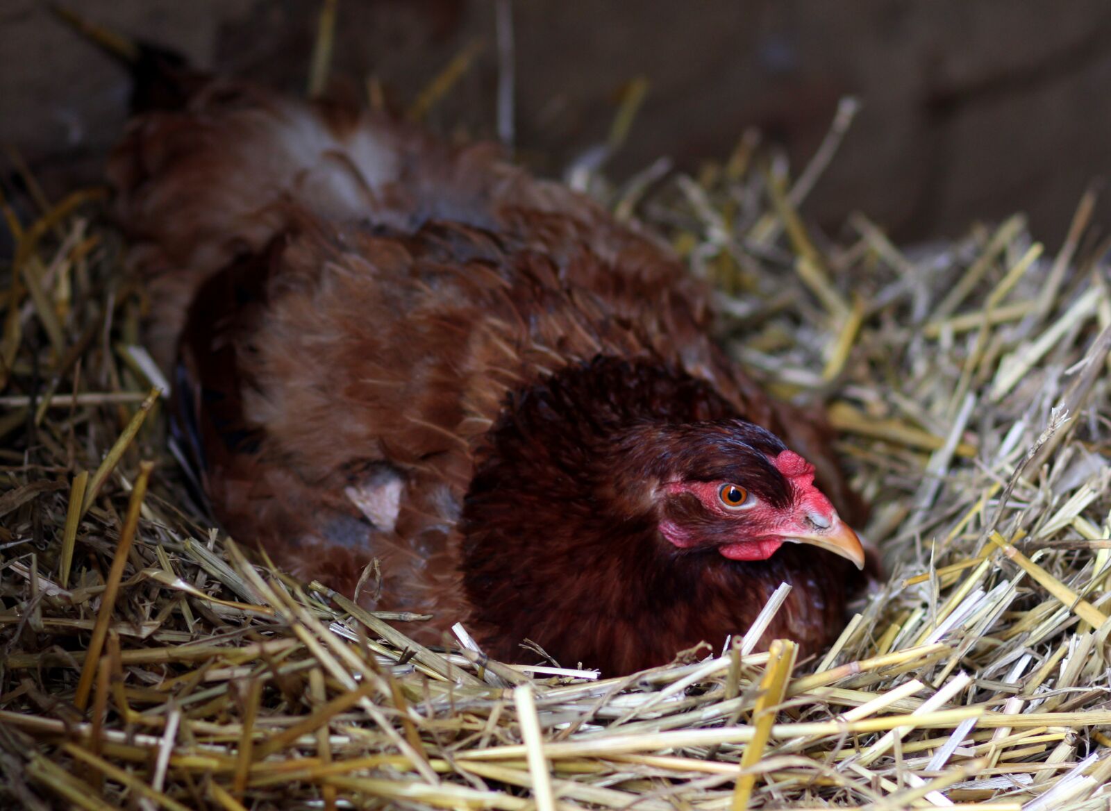 Canon EOS 700D (EOS Rebel T5i / EOS Kiss X7i) + Canon EF 85mm F1.8 USM sample photo. Gaina, hen, nest photography