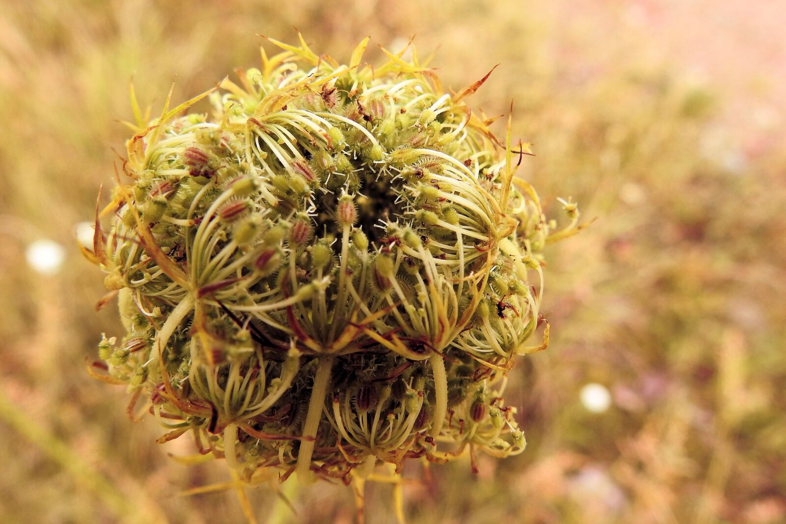 Nikon Coolpix P900 sample photo. Wild-carrot, plant, wild carrot photography