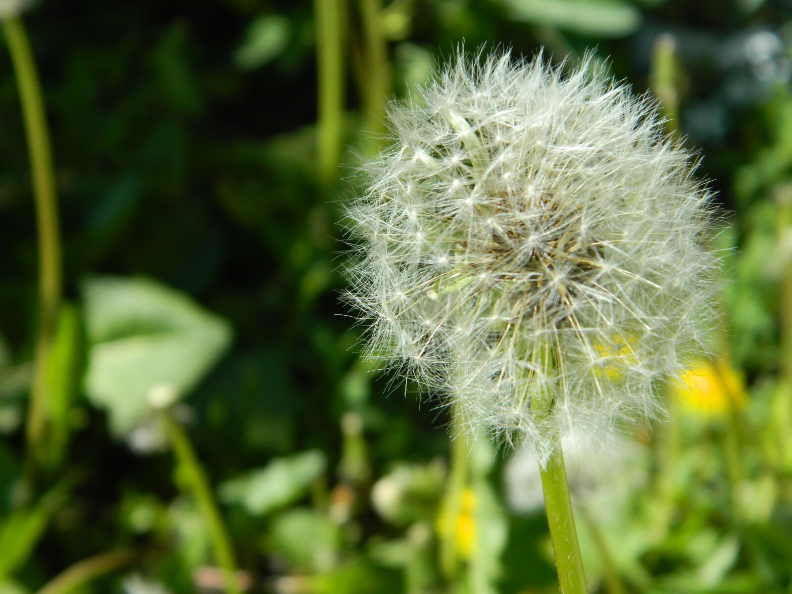 Nikon Coolpix L120 sample photo. Nature, flora, dandelion photography