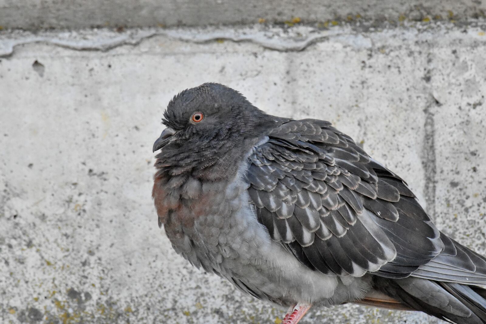 Nikon D5500 sample photo. Concrete, feather, grey, pigeon photography