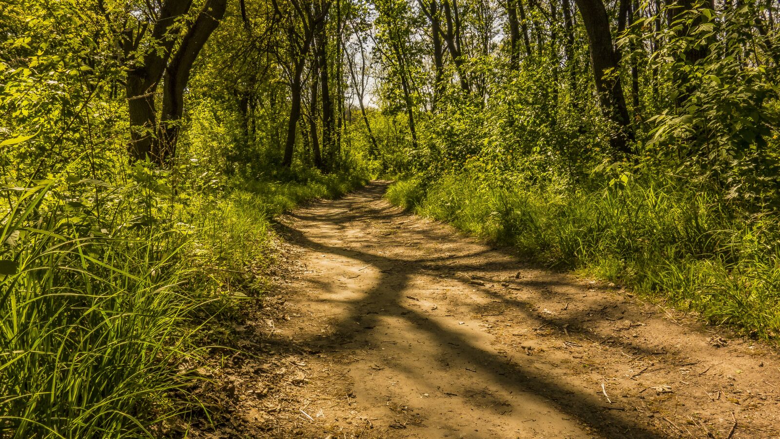 Sony Cyber-shot DSC-RX100 sample photo. Wood, nature, tree photography