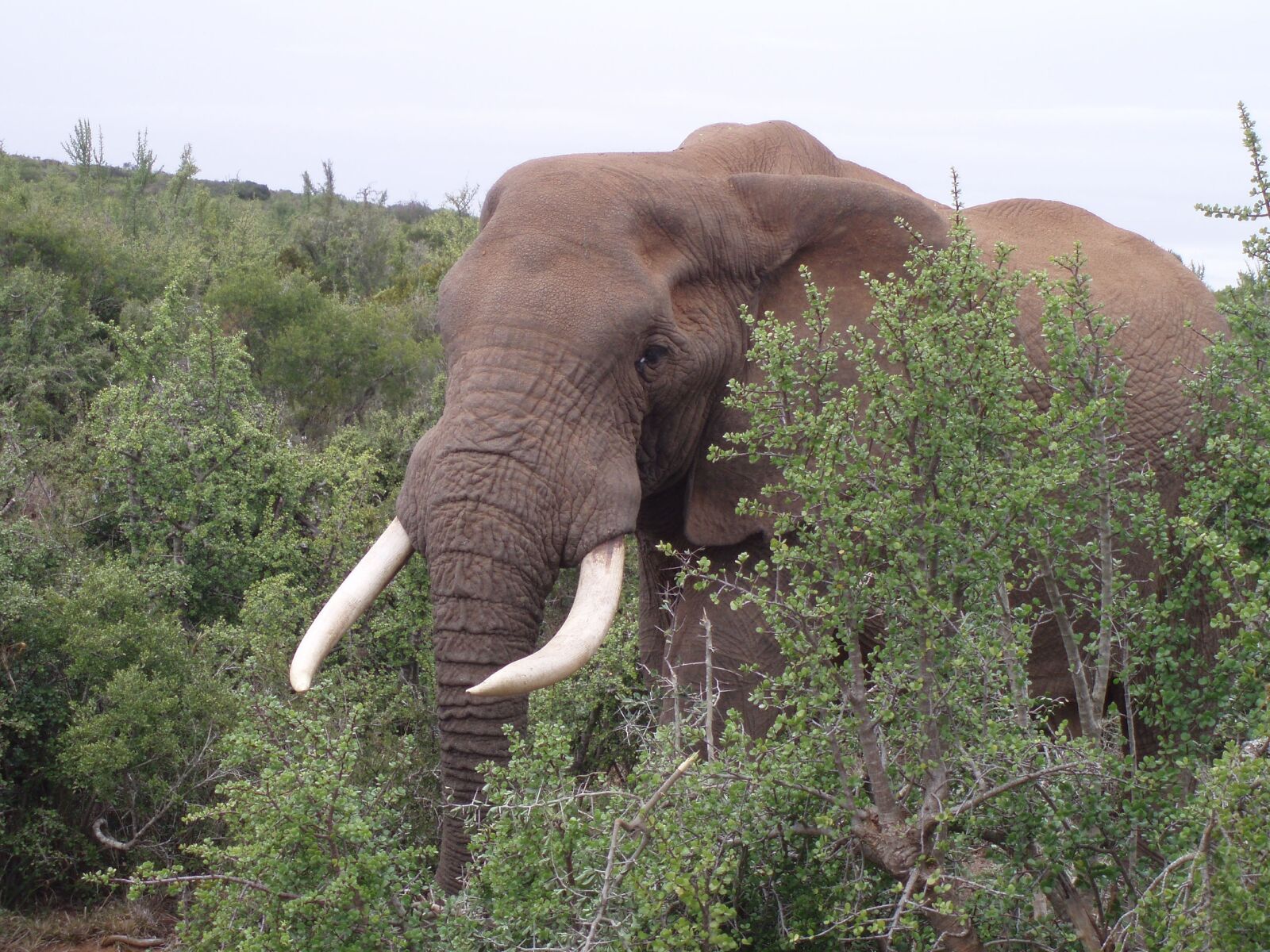 Olympus u700,S700 sample photo. Olifant, zuid-afrika, wild photography