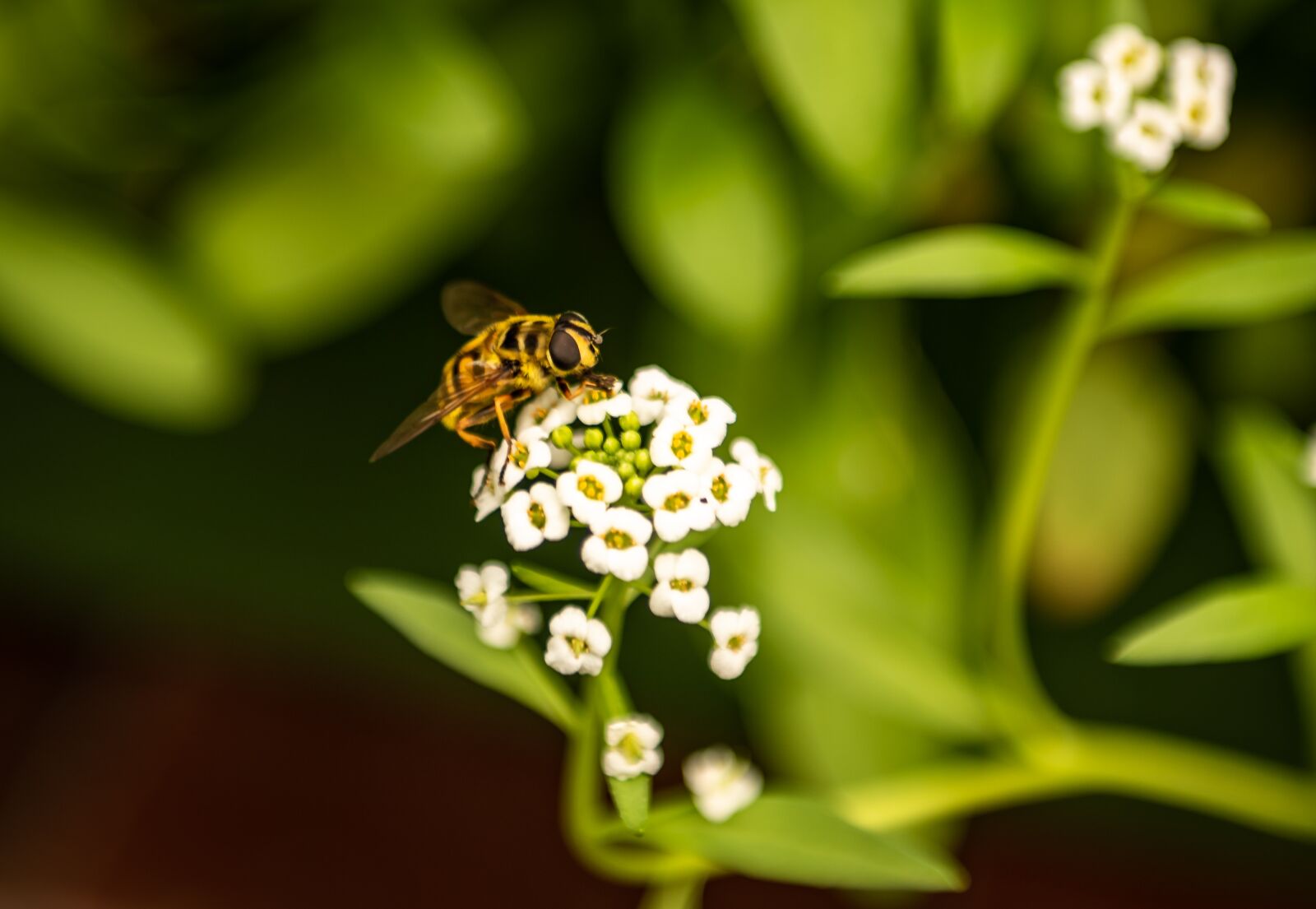 Nikon D750 sample photo. Nature, garden, plant photography