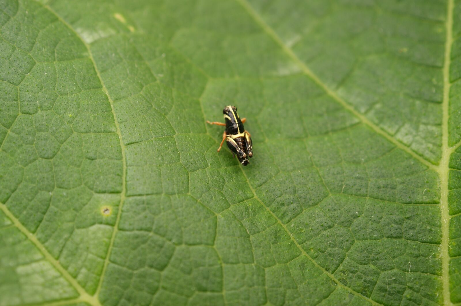 Sony Alpha DSLR-A390 sample photo. Insects, thebaid, quindio photography