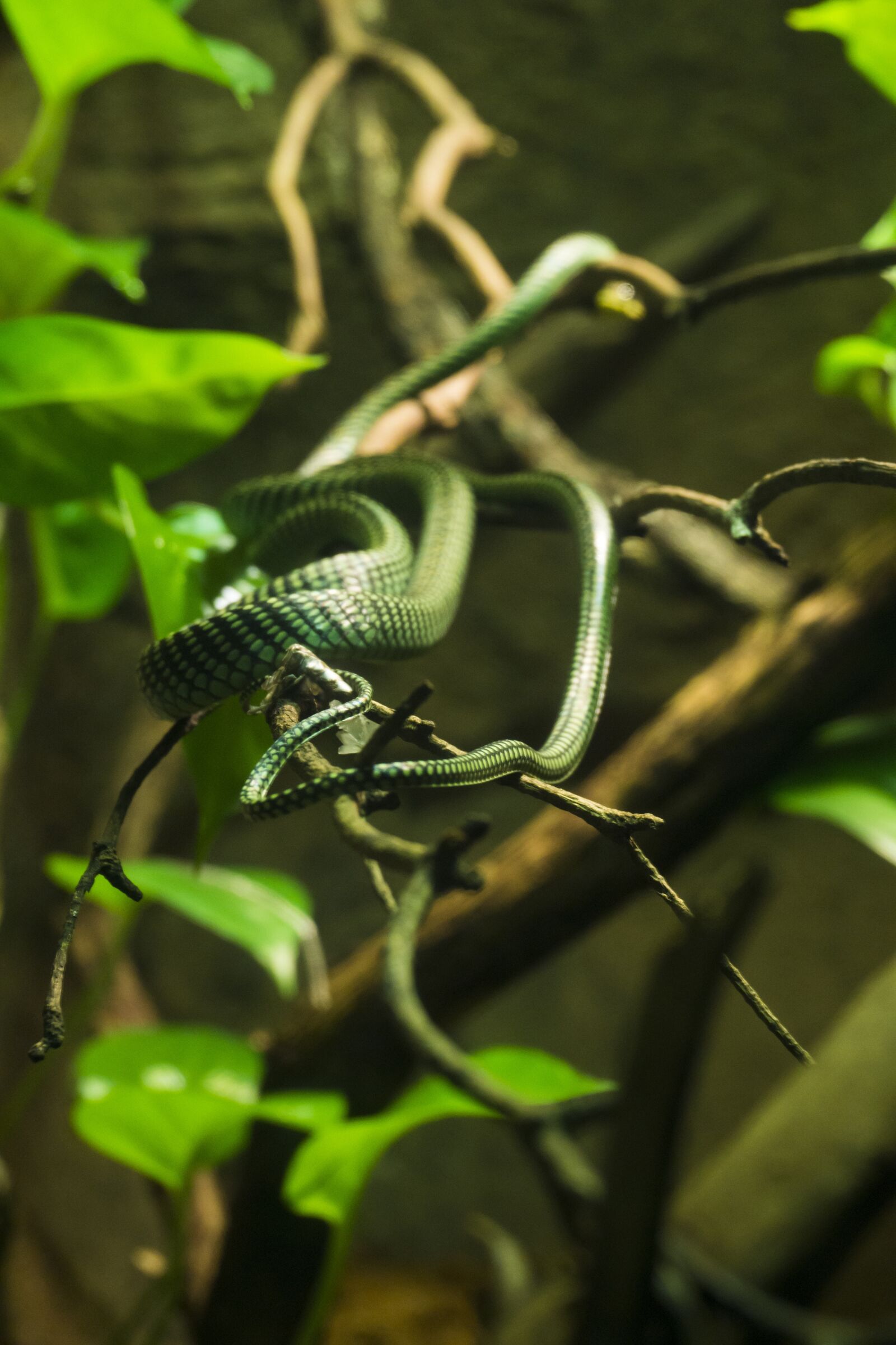 Sony a6000 sample photo. Biology, close-up, color photography