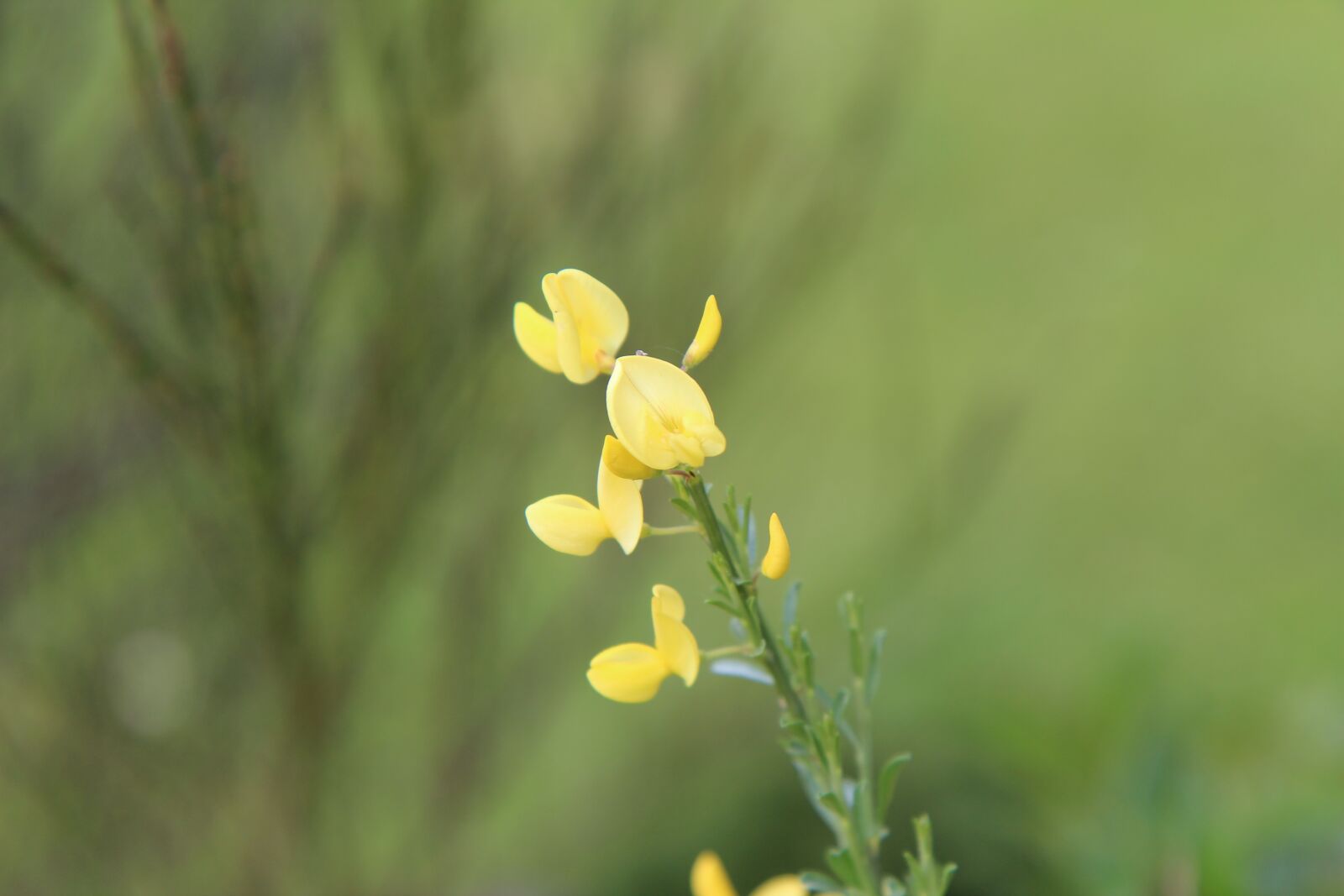 Canon EOS 600D (Rebel EOS T3i / EOS Kiss X5) sample photo. Broom, broom yellow, yellow photography