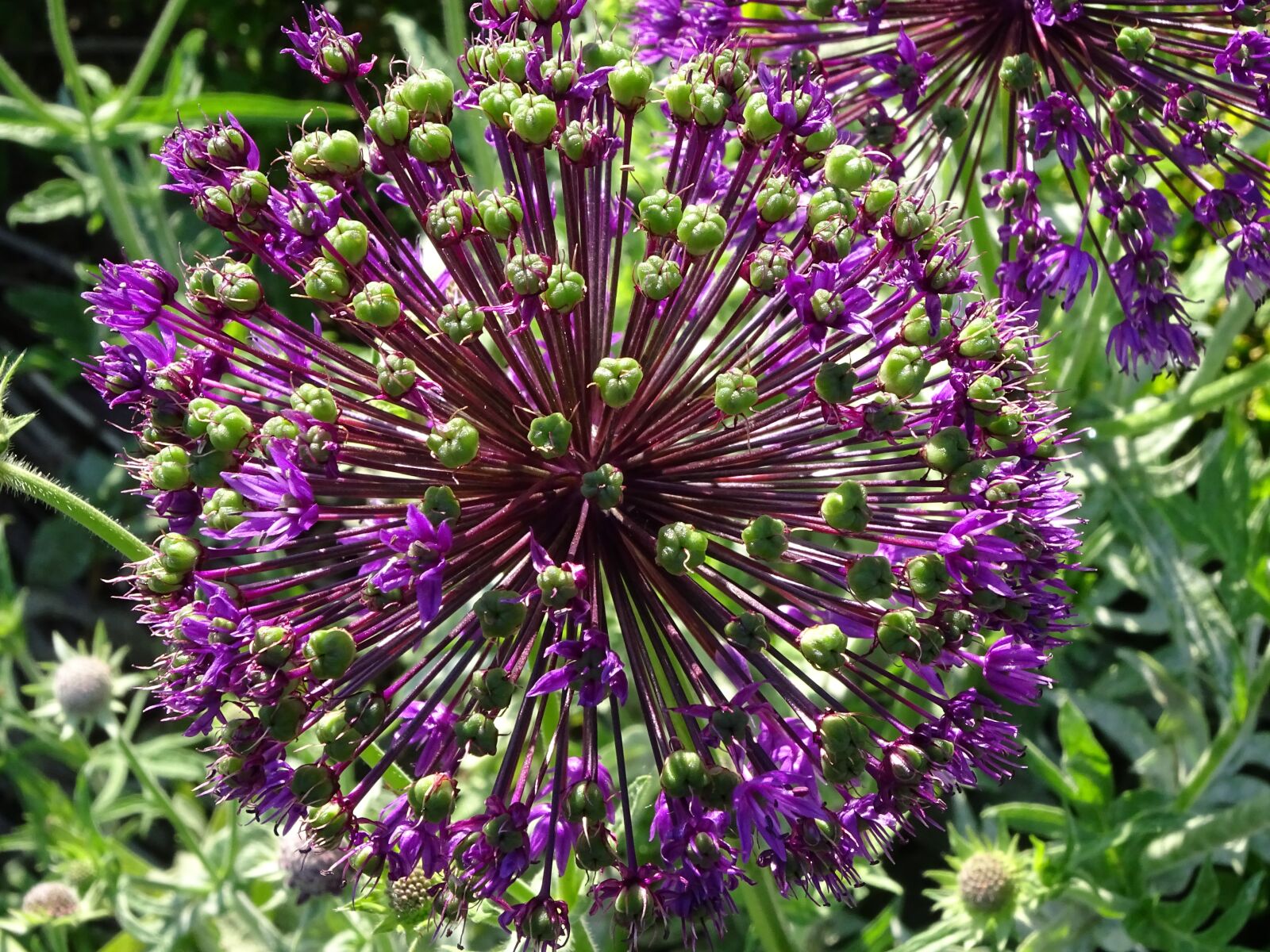 Sony Cyber-shot DSC-HX400V sample photo. Allium, umbel, plant photography