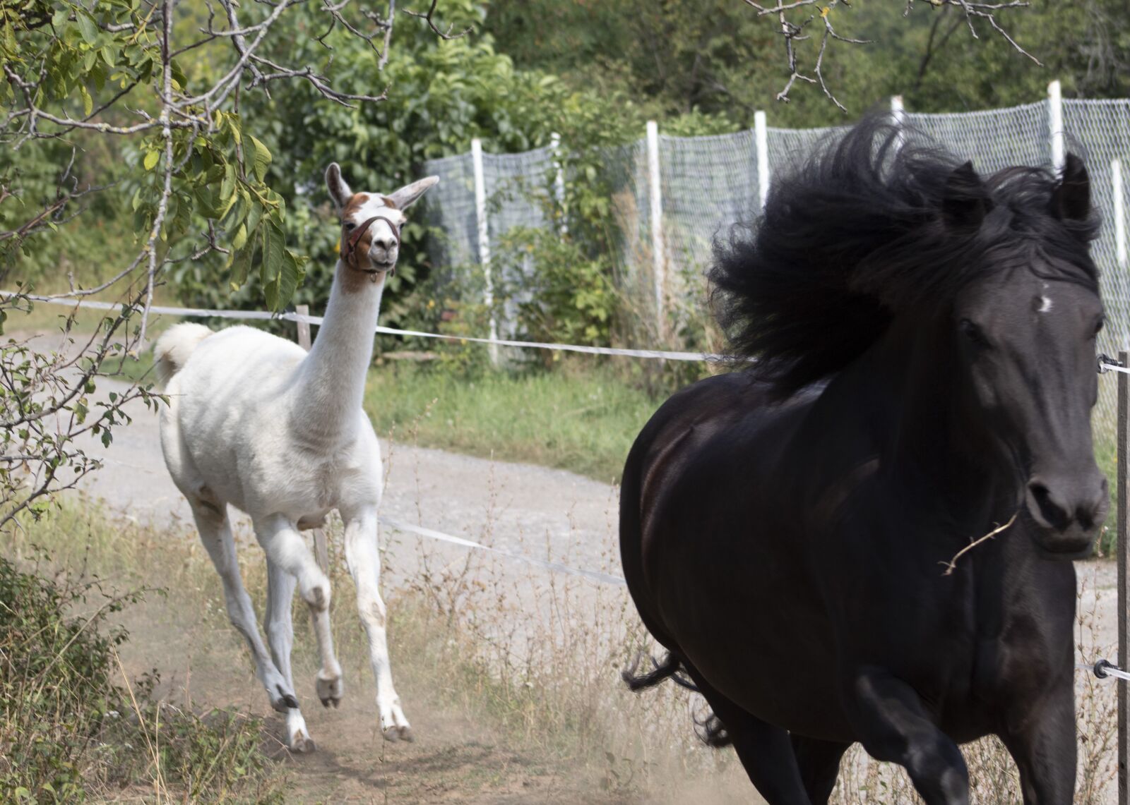 Canon EOS 4000D (EOS Rebel T100 / EOS 3000D) sample photo. Horse, lama, run photography
