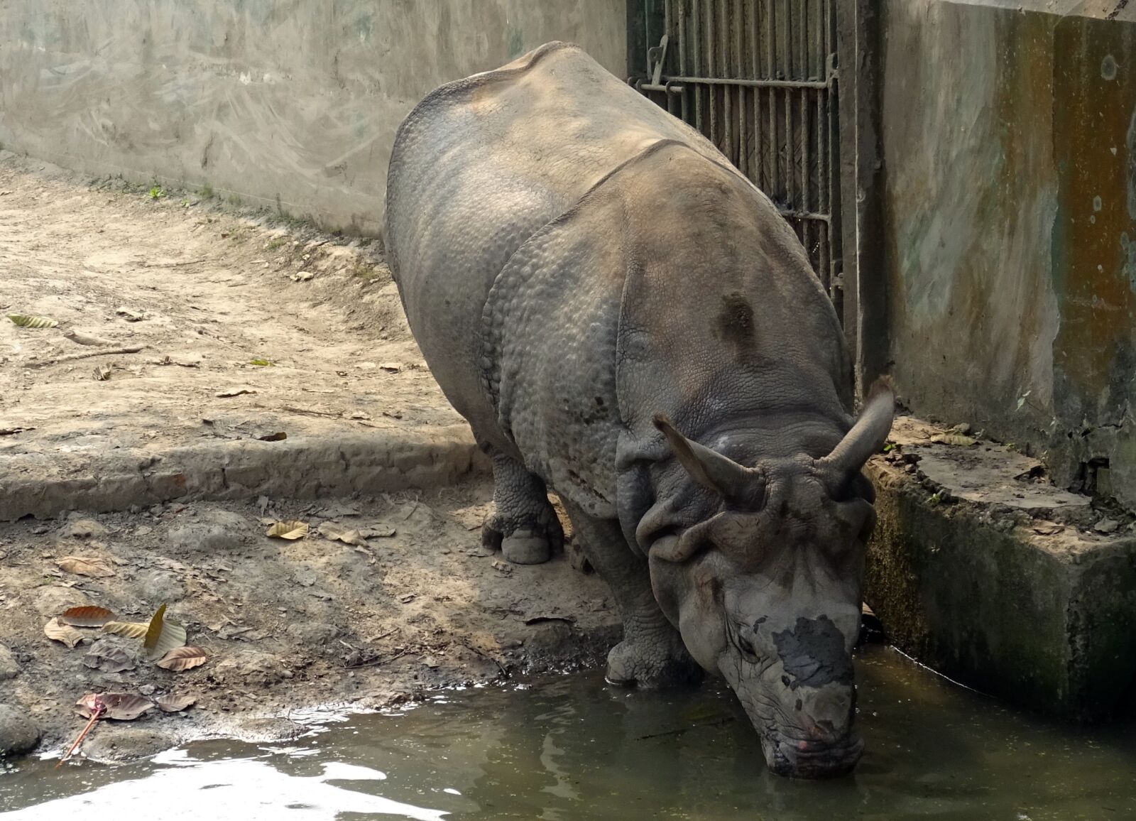 Sony DSC-HX60V sample photo. Rhinoceros, one-horned, animal photography