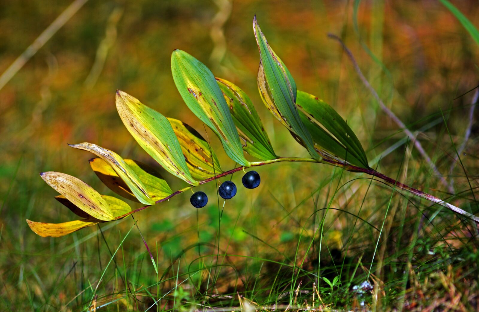 Nikon D5200 sample photo. Autumn, berries, foliage photography