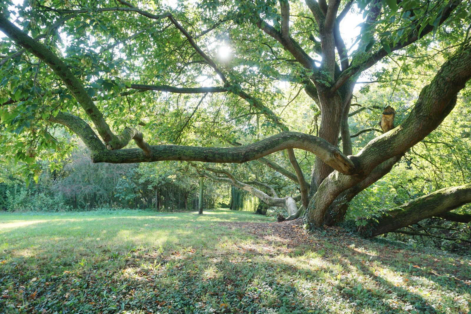 Sony a6000 sample photo. Tree, meadow, landscape photography