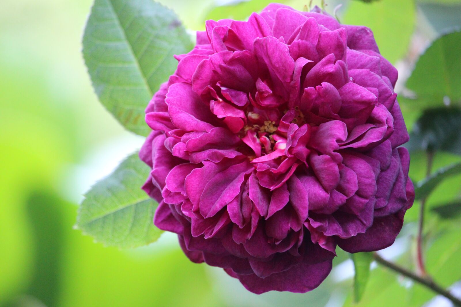 Canon EOS 700D (EOS Rebel T5i / EOS Kiss X7i) sample photo. Flower, nature, spring photography