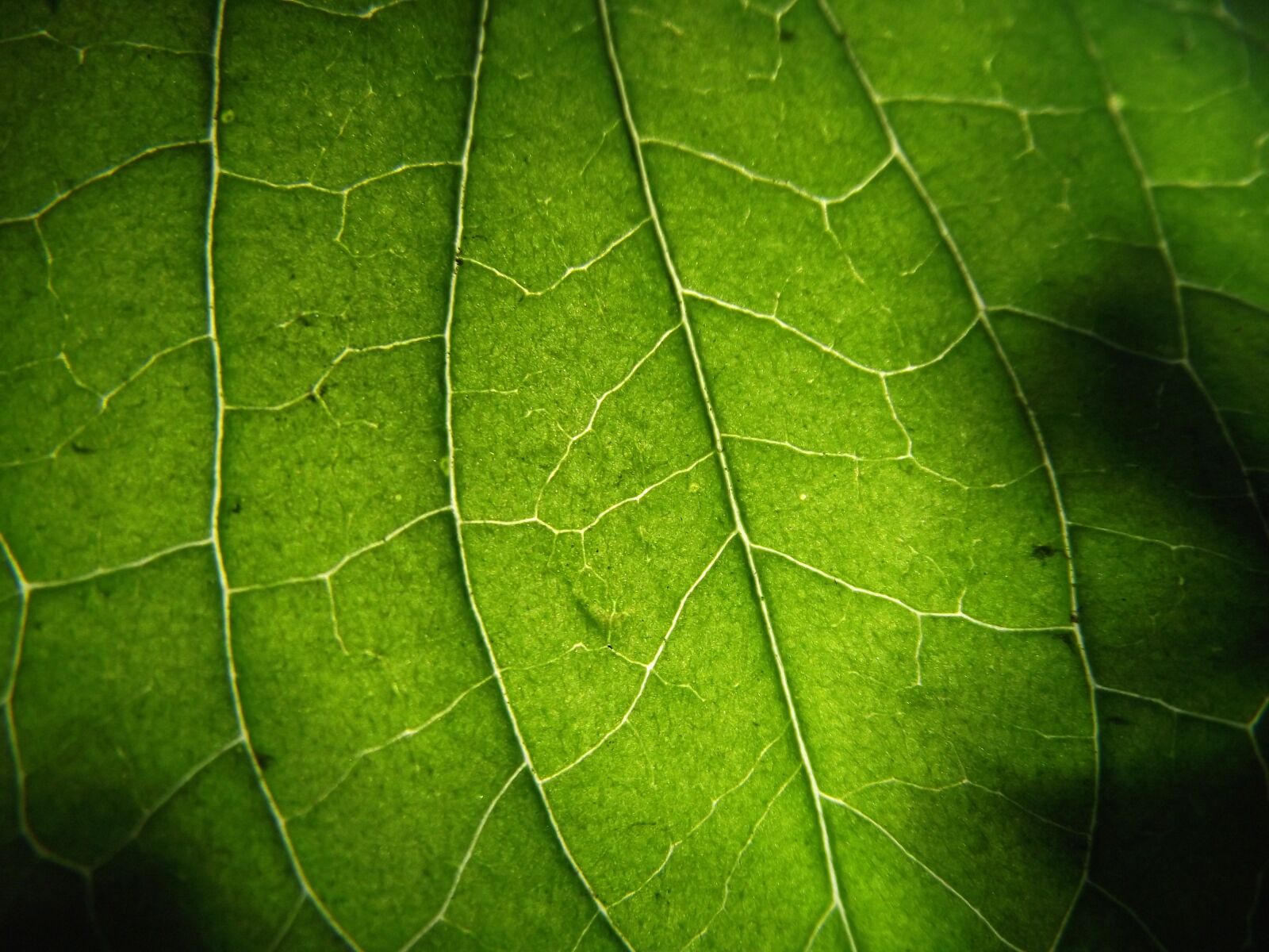 FujiFilm FinePix S1800 (FinePix S1880) sample photo. Green, leaf, nature photography