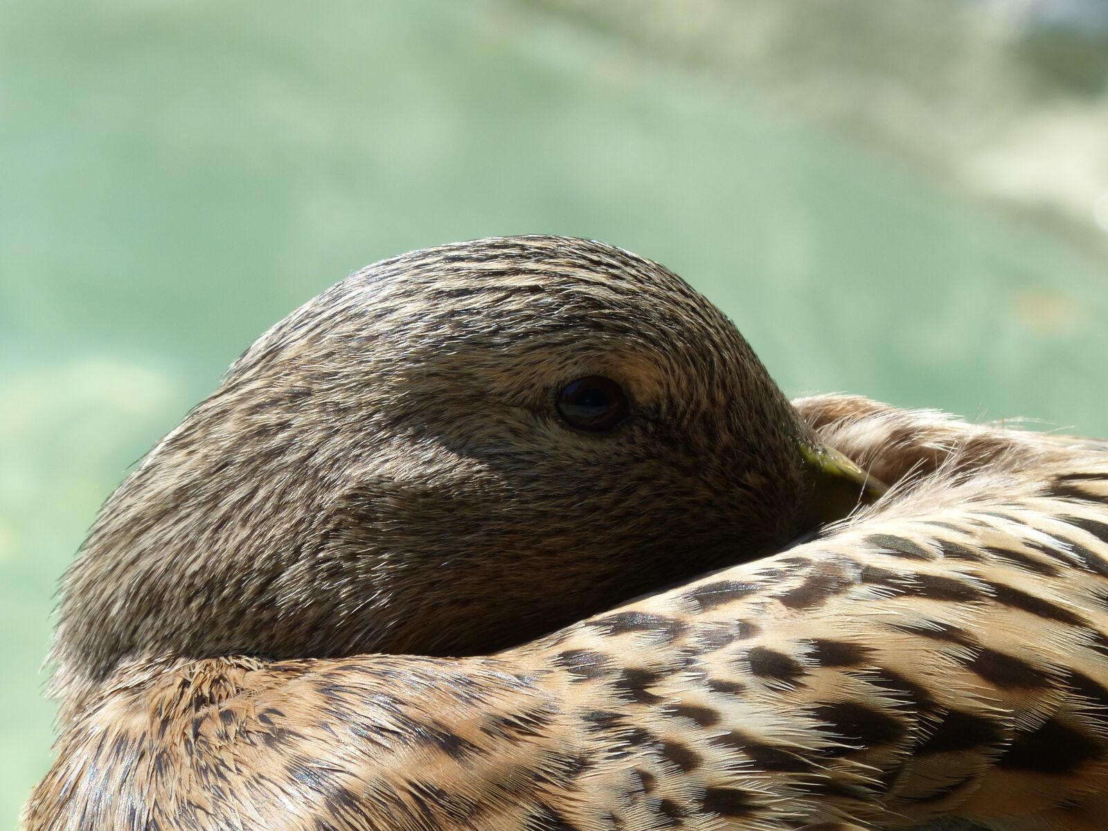 Panasonic Lumix DMC-FZ200 sample photo. Duck, eyes, tired photography