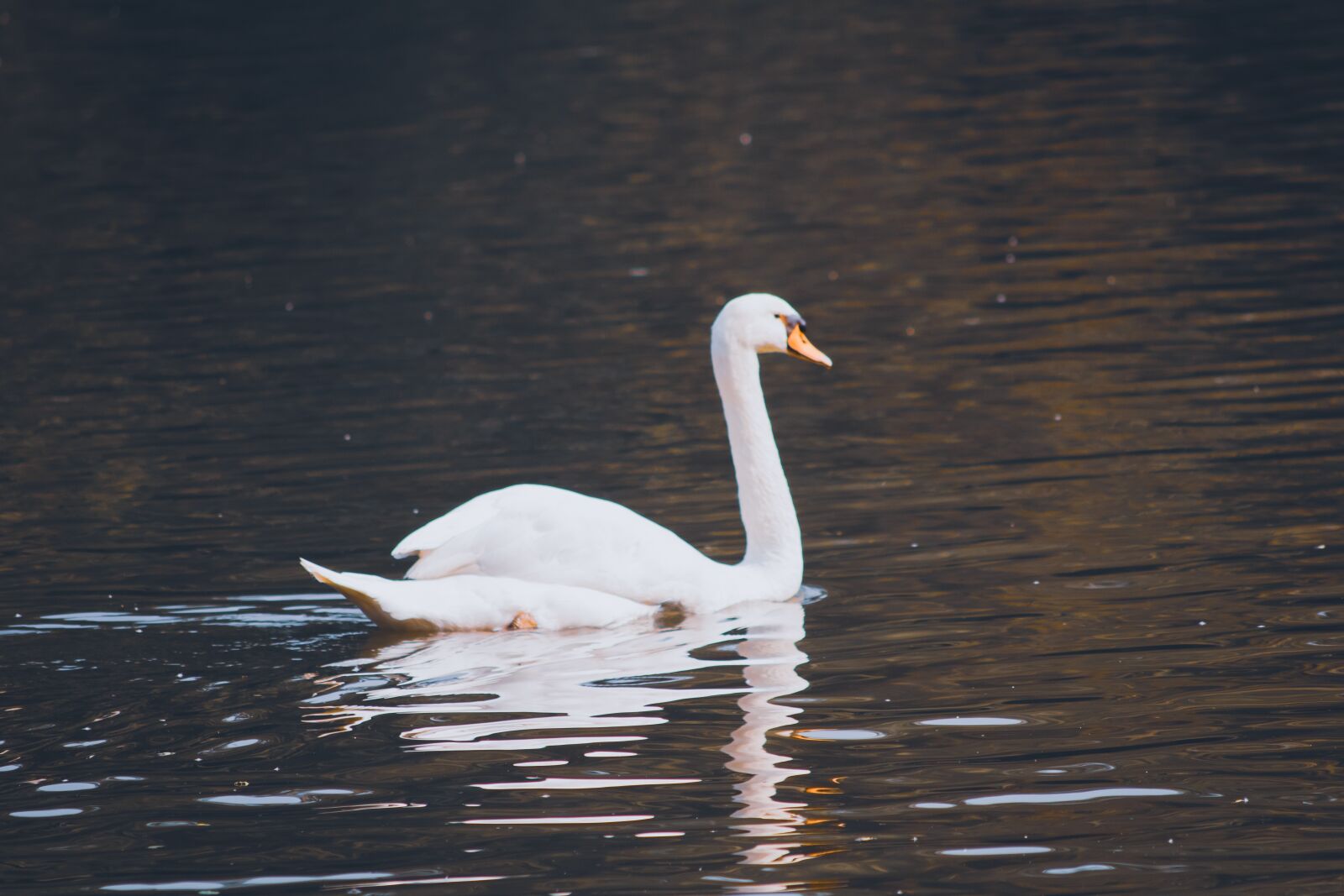 Canon EOS 1300D (EOS Rebel T6 / EOS Kiss X80) sample photo. Animal, freedom, birds photography